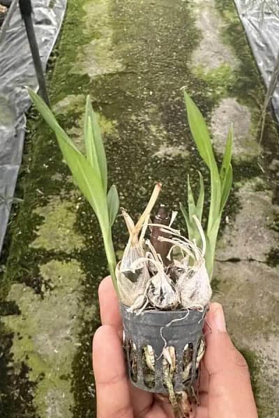 Eulophia andamanensis