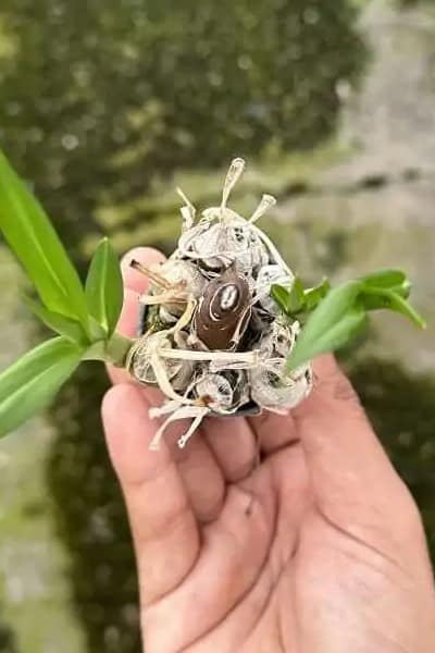 Eulophia andamanensis