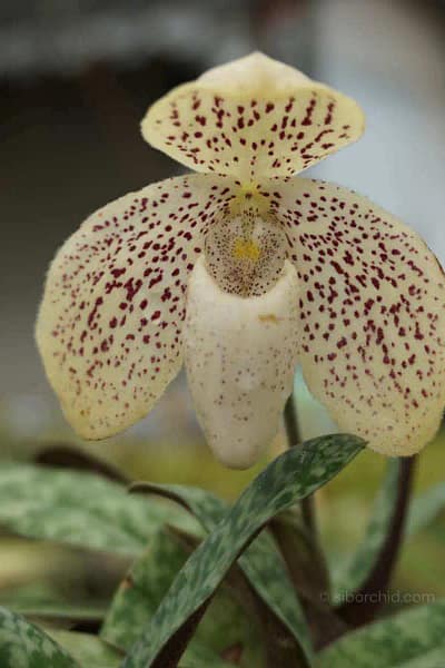 paphiopedilum godefroyae