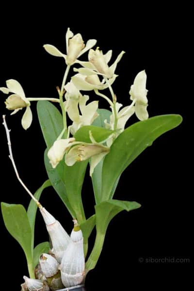 Dendrobium delacourii
