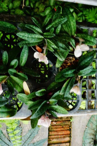 Paphiopedilum bellatulum