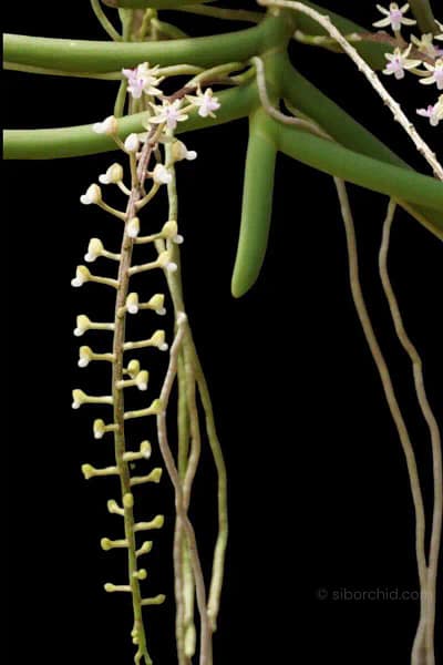 Cleisostoma arietinum