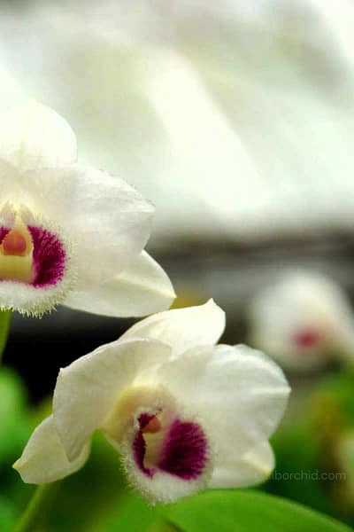 Dendrobium parishii var. semi-alba 4N