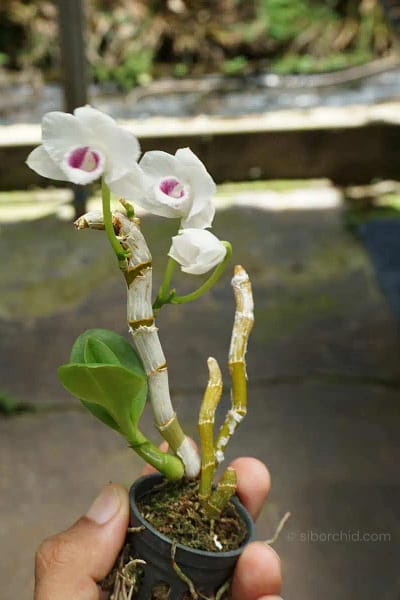 Dendrobium parishii var. semi-alba 4N