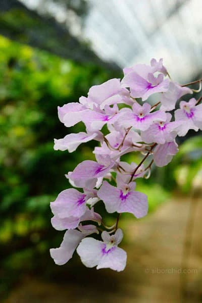 Ionopsis Utricularioides