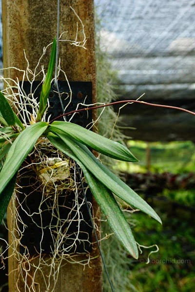 Ionopsis Utricularioides