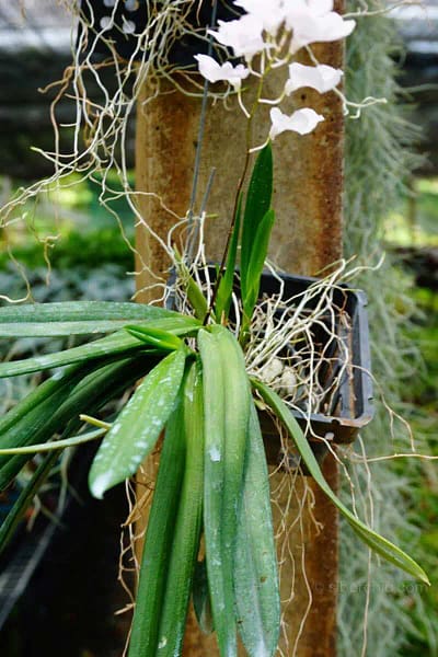 Ionopsis Utricularioides