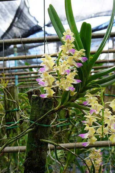 Aerides houlettiana