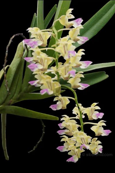 Aerides houlettiana