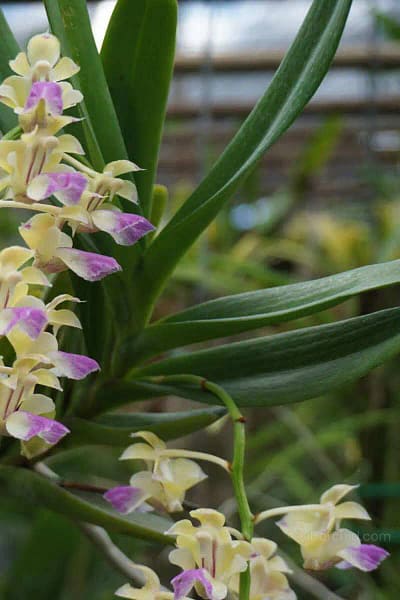 Aerides houlettiana