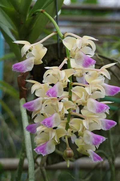 Aerides houlettiana