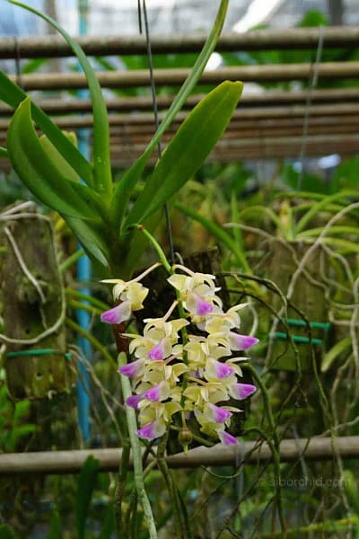 Aerides houlettiana