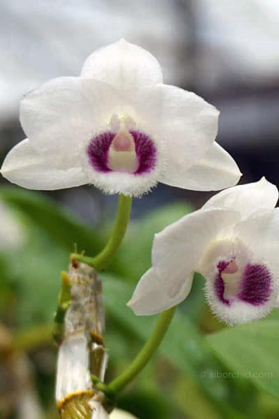Dendrobium parishii var. semi-alba 4N