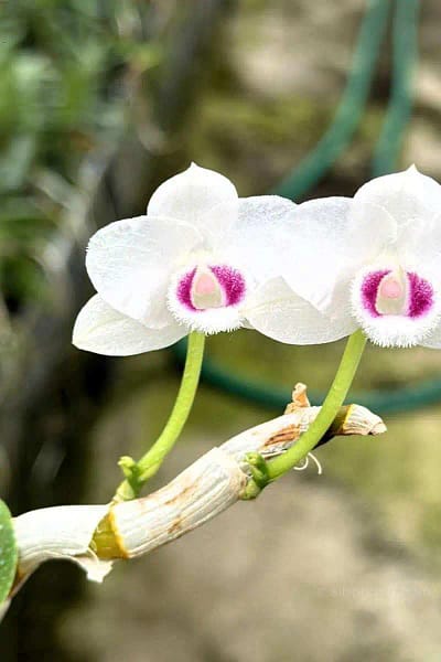 Dendrobium parishii var. semi-alba 4N