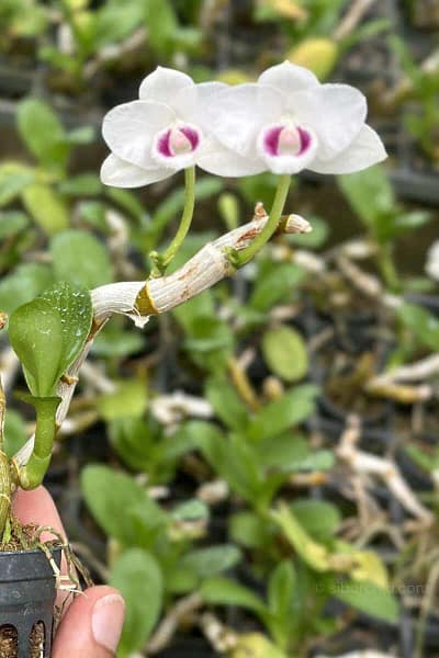Dendrobium parishii var. semi-alba 4N