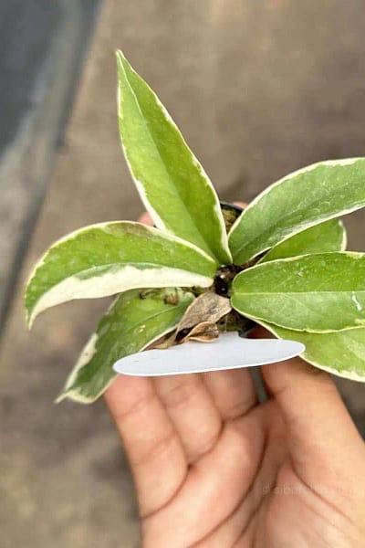 Hoya Kenejiana Albo Marginata