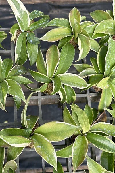 Hoya Kenejiana Albo Marginata