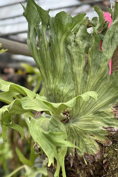 platycerium wandae dwarf