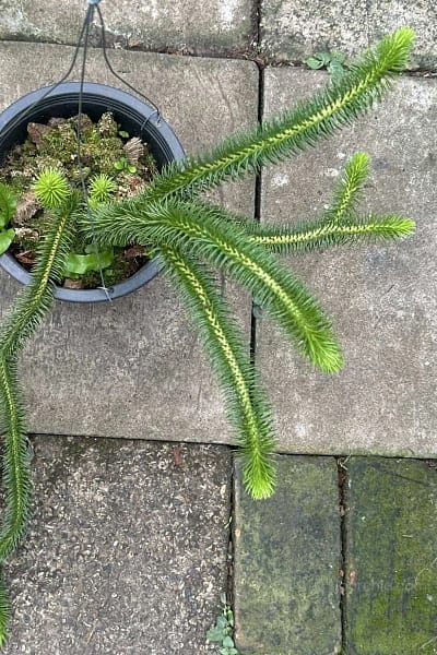Huperzia Squarrosa