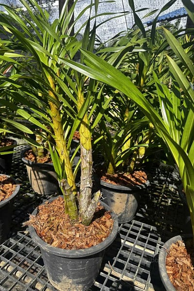 grammatophyllum speciosum