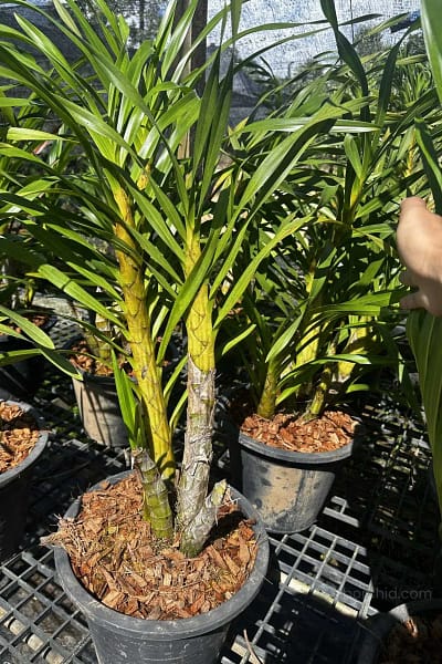 grammatophyllum speciosum