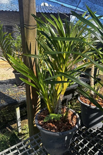 grammatophyllum speciosum