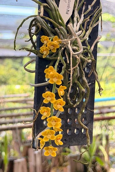 Chiloschista nakornpanomensis