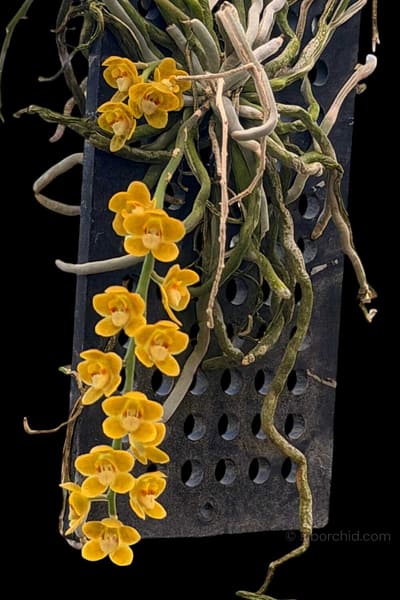Chiloschista nakornpanomensis
