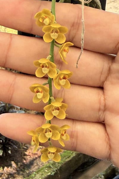 Chiloschista nakornpanomensis