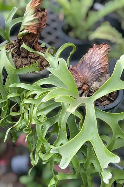 P. Coronarium cv. White