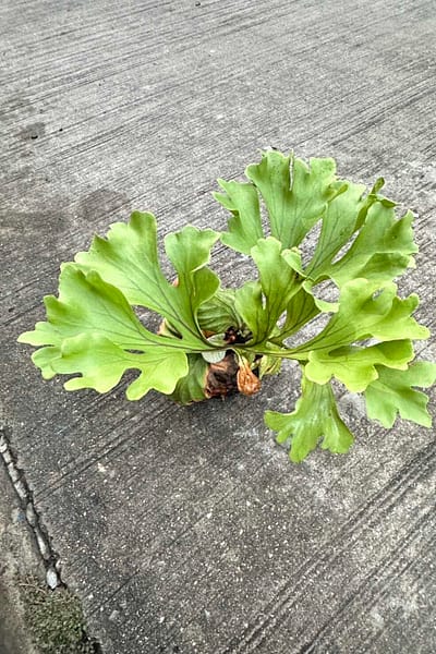 Platycerium ridleyi wide form