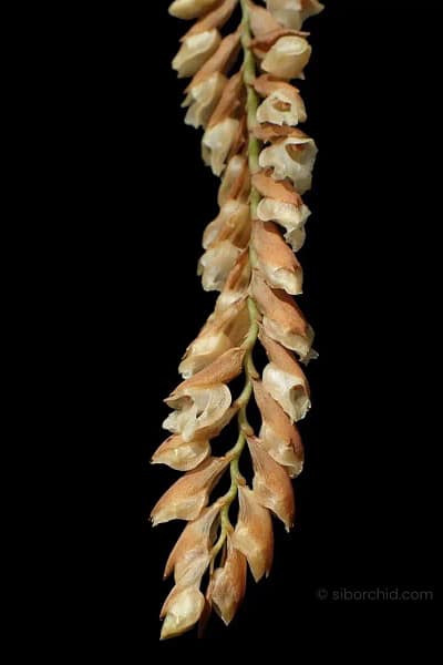 Pholidota imbricata