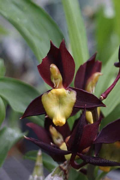 catasetum-tenebrosum