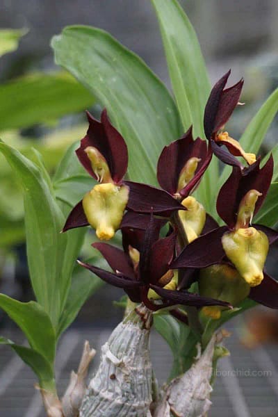 catasetum-tenebrosum