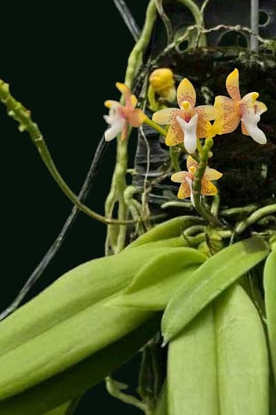Grosourdya appendiculata