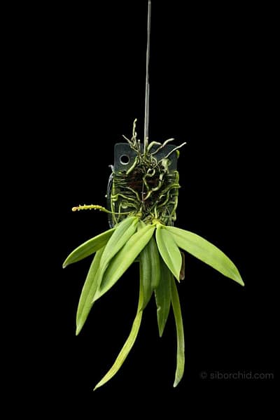 Grosourdya appendiculata