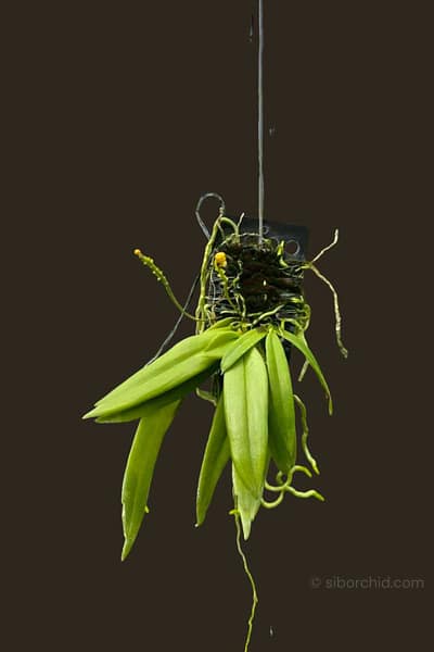 Grosourdya appendiculata