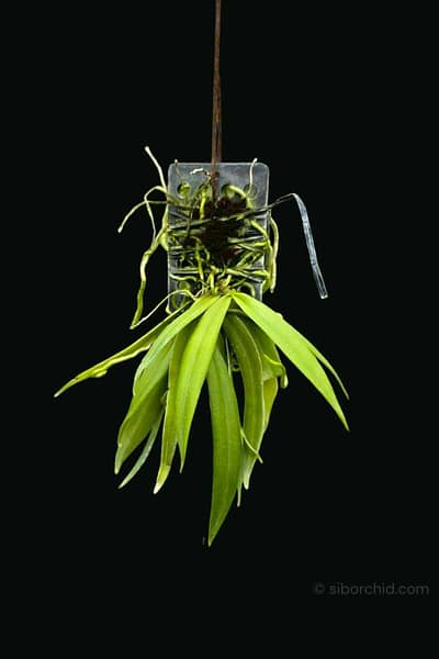 Grosourdya appendiculata