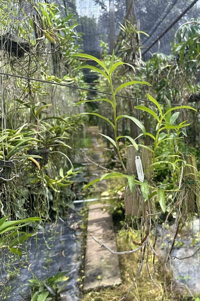 Dendrobium lituiflorum