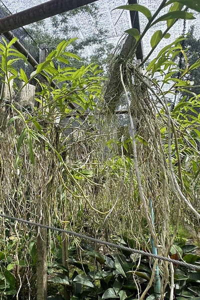 Dendrobium lituiflorum