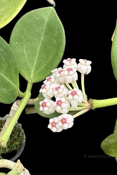 Hoya pachyclada white