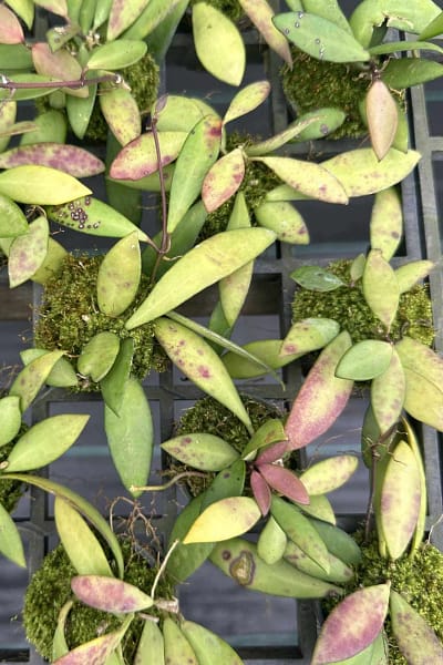 Hoya micrantha