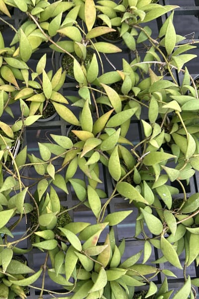 Hoya micrantha