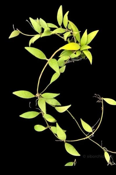 Hoya micrantha