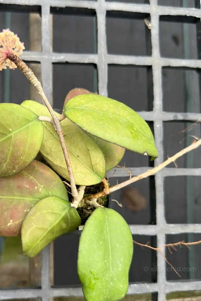 Hoya vitellina splash