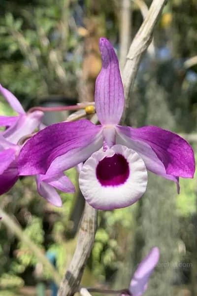 Dendrobium lituiflorum