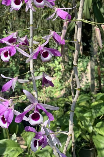 Dendrobium lituiflorum