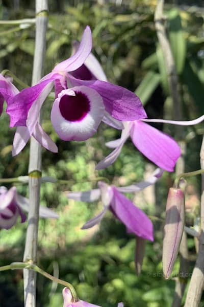 Dendrobium lituiflorum