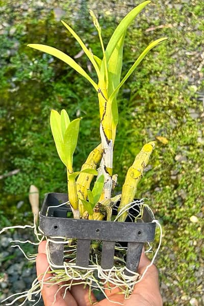 dendrobium capillipes