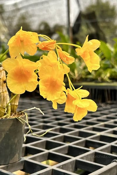 dendrobium capillipes